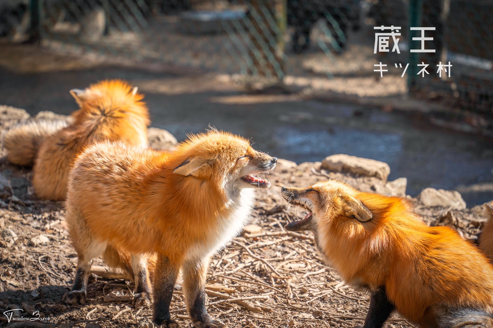【日本宮城】藏王狐狸村｜可愛爆擊，上百隻狐狸圍繞的天堂，還能抱在懷裡超級療癒